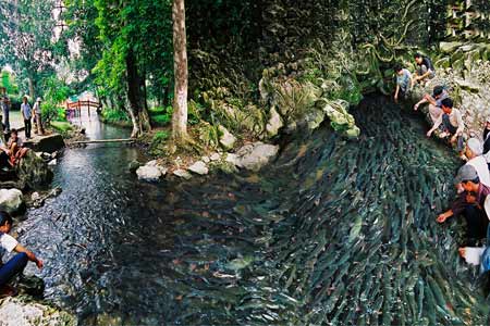 The feeling of closeness to nature and rural life is what Cẩm Lương Fairy Fish Stream brings to visitors