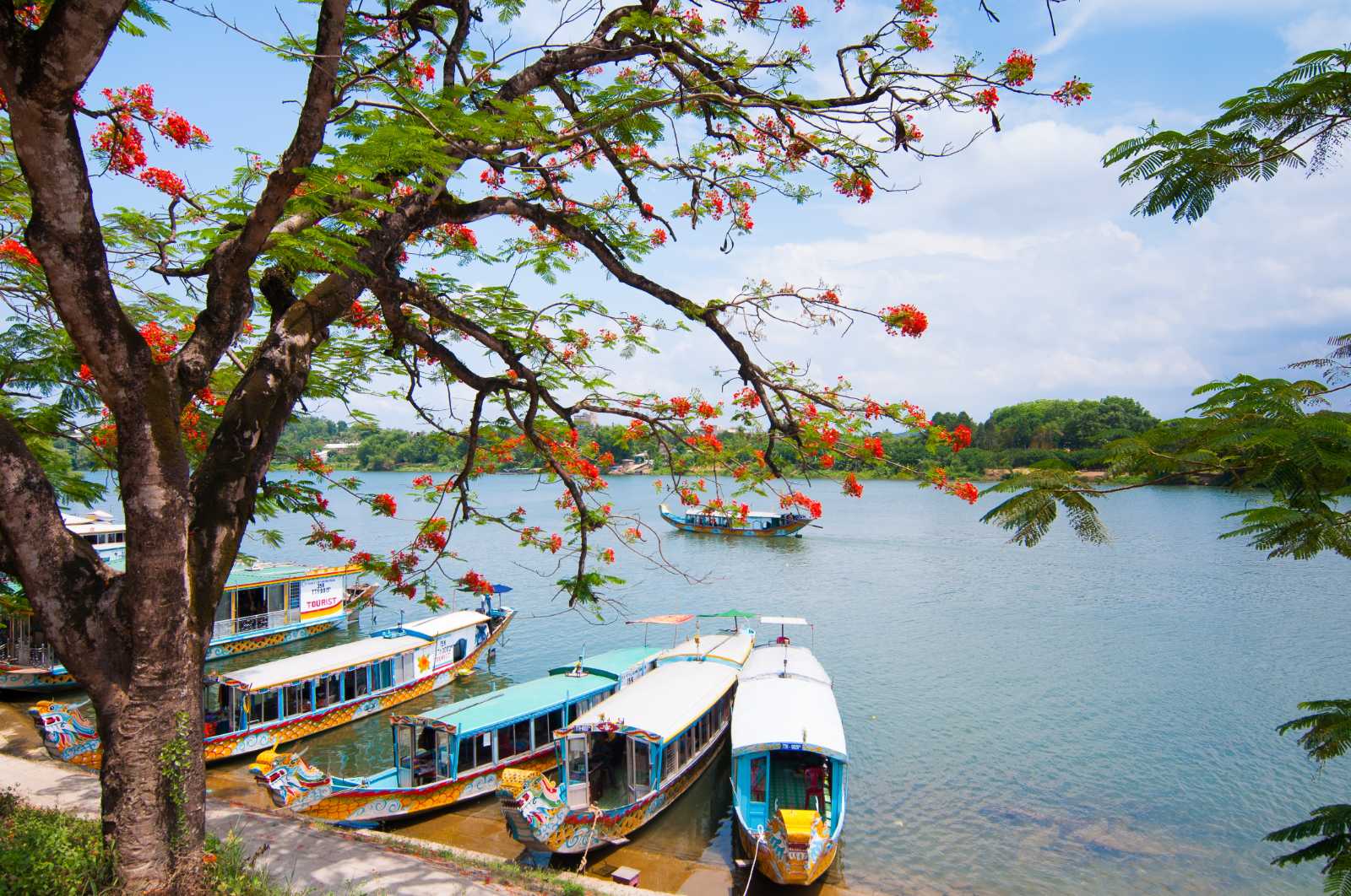 Huong River in Hue - Nature's Brilliant Pink Rose