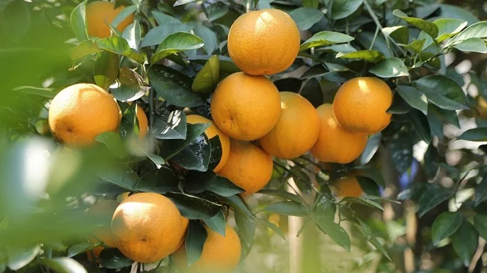 Xa Doai Orange