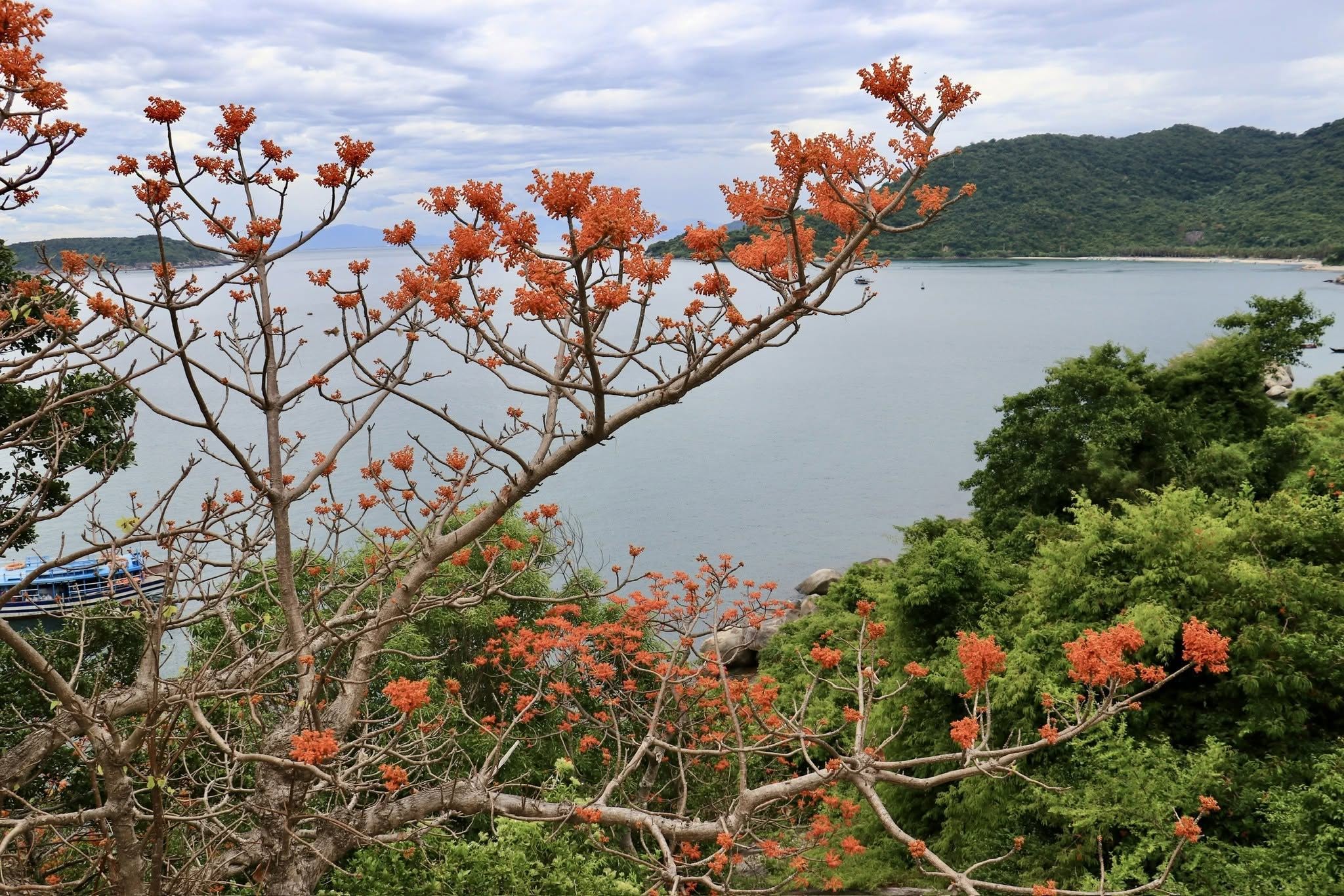 Red coral tree grow on cliffs.