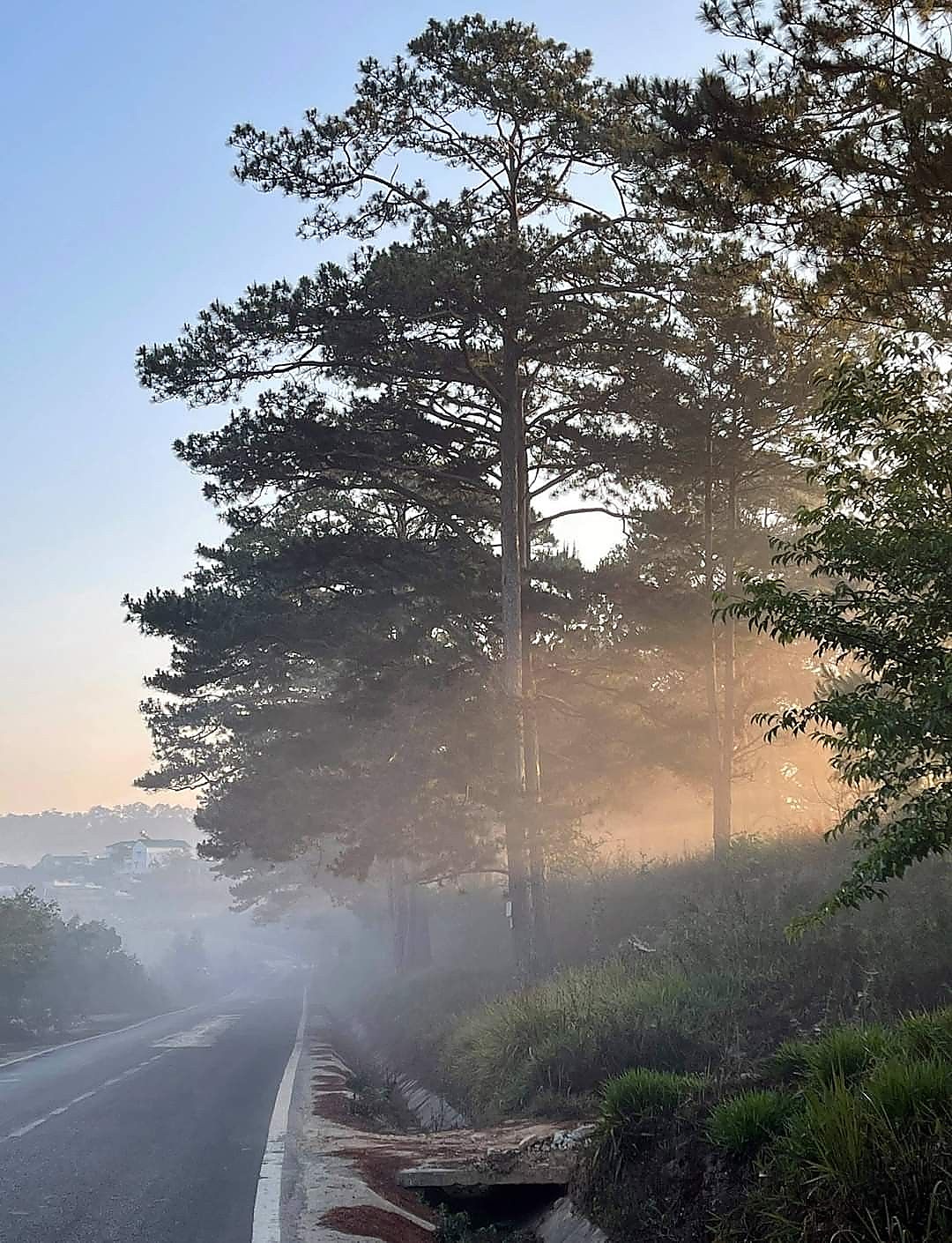 Sleeper bus driving through pine forests and mountain roads leading into Da Lat at sunrise.