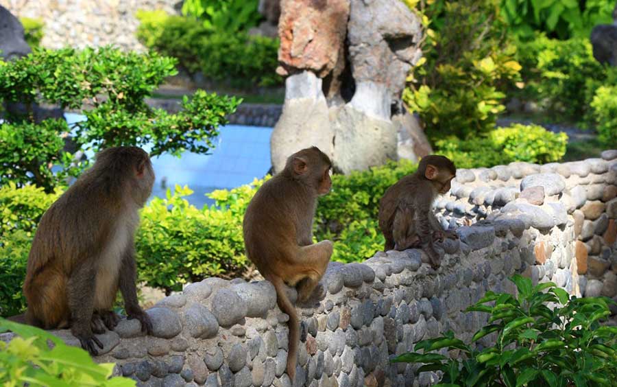 Monkey Island NhaTrang