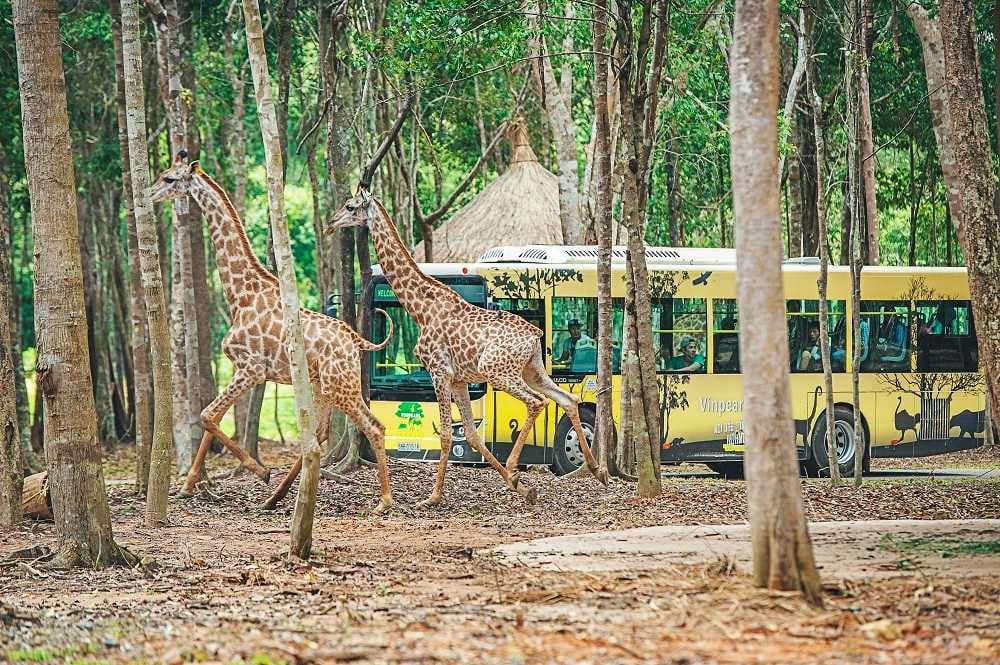 Vinpearl Safari - Wild Animal Adventure