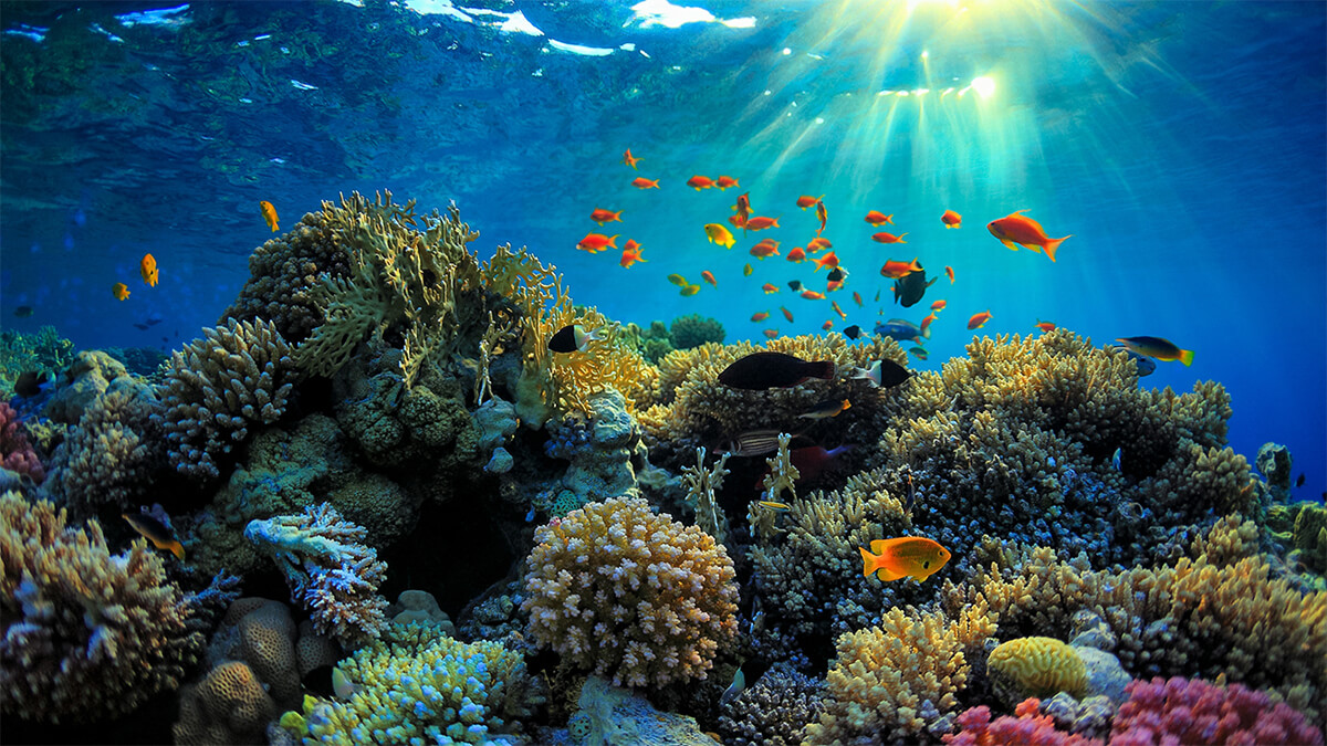 san-ho-ocean-phu-quoc-.jpg