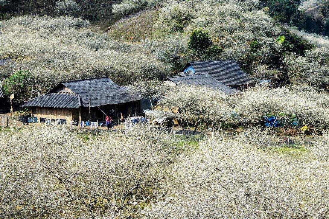Na Ka Plum Valley - Paradise on the Moc Chau Plateau