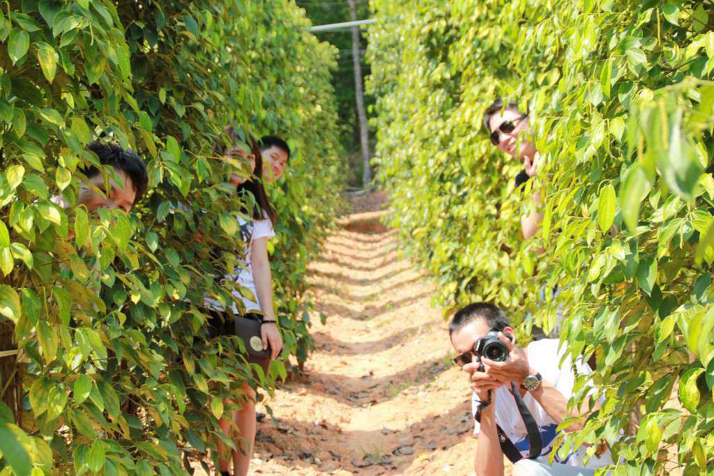 vuon-tieu-phu-quoc.webp