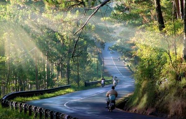 The Beautiful Pine Forests of Da Lat