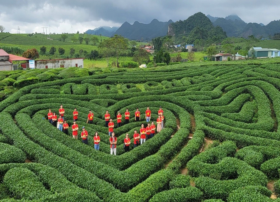 Moc Chau Heart-shaped Tea Hill - On village, Moc Chau town, Moc Chau district, Son La province