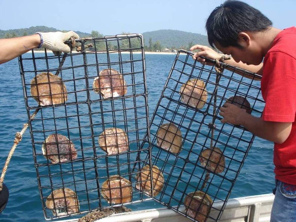 khu-nuoi-cay-ngoc-trai-phu-quoc.jpg